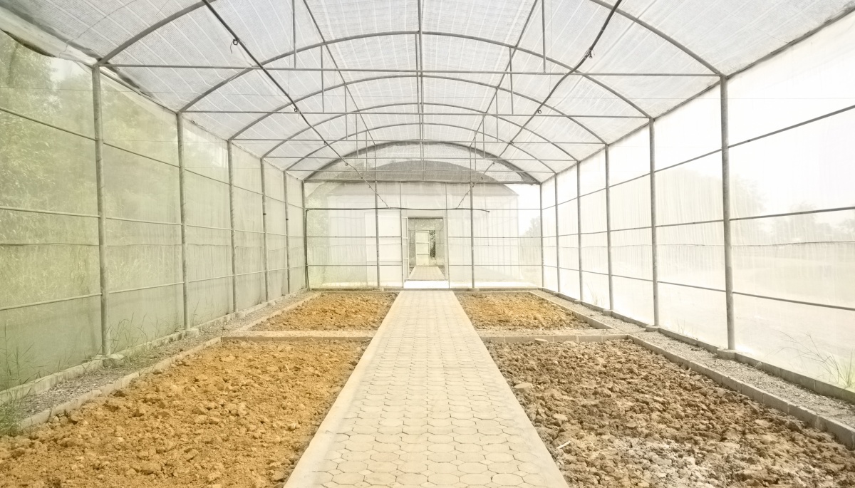 Огород: Помидоры в теплице технология выращивания