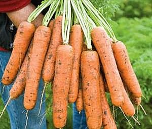 Морковь Вита-Лонга