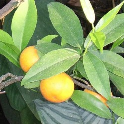 выращивание мандарина