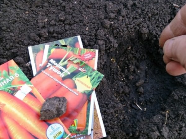 Фото посадки моркови