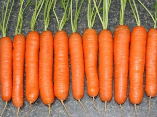 На фото Нантская морковь
