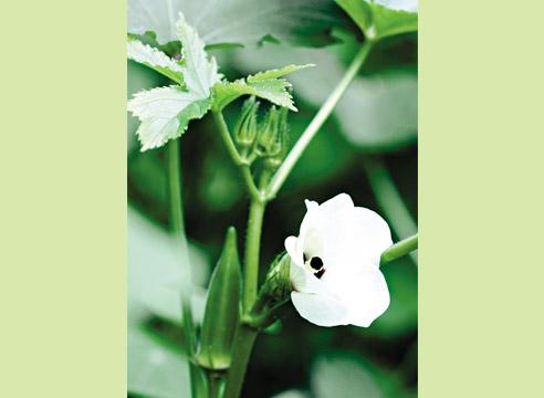 Бамия, Hibiscus esculentus, цветок