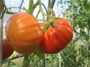 тепличные сорта томатов