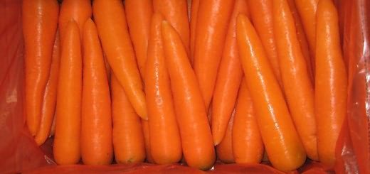 Морковь сорта Самсон, tpegypt.gov.eg