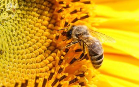 Как завести пчел с нуля
