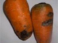 сухая гниль моркови