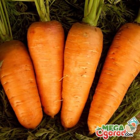 позднеспелые сорта моркови