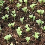 выращивание цветной капусты