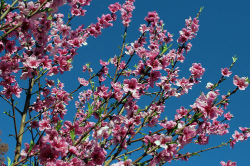 Цветение нектаринового дерева в саду