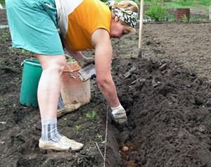 Сроки посадки картофеля