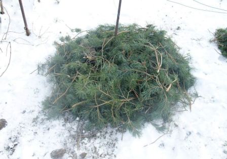 укрывной материал на зиму для растений
