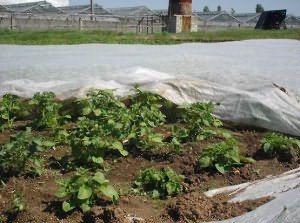 Фото выращивания картофеля под агроволокном, studyes.com.ua