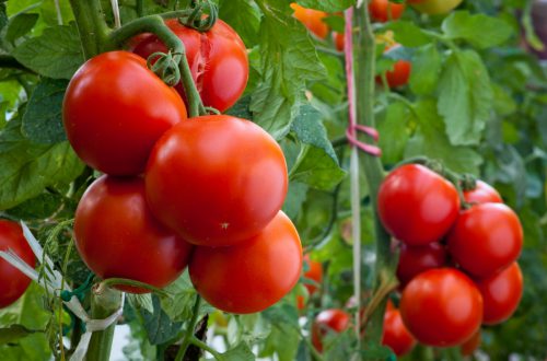 Устойчивые сорта томатов