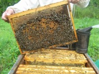 Покупка пчелосемьи