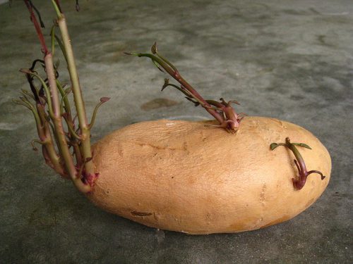 Прогревание картофеля