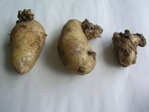 Рак картофеля признаки