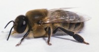 Трутни пчелы