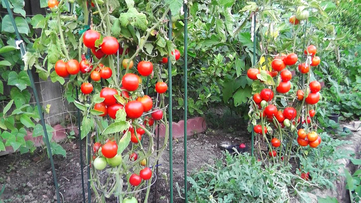 выращивание помидорного дерева