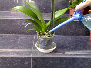 Полив орхидея Ванда