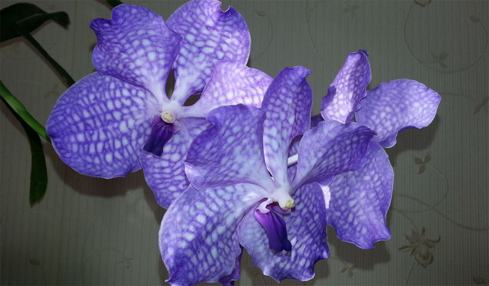 Орхидея Ванда цветет