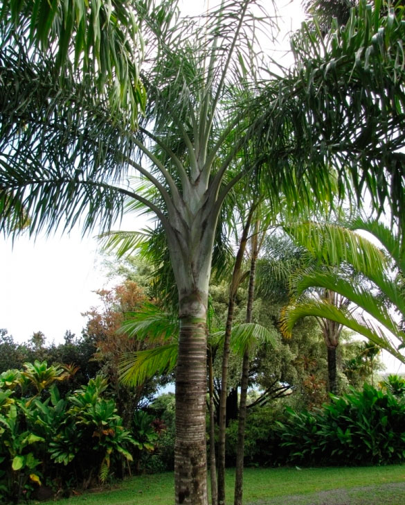 Хризалидокарпус мадагаскарский (Chrysalidocarpus madagascariensis)