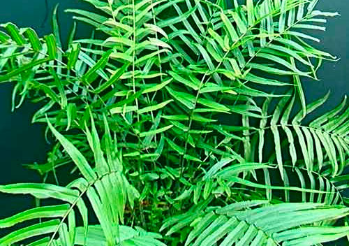 Птерис длиннолистный (Pteris longifolia)