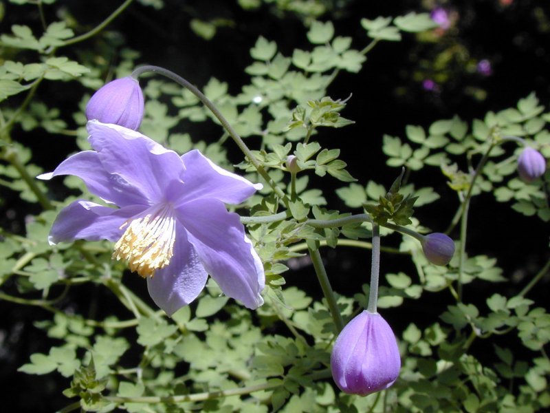 Изящный и редкий цветок для сада - василистник