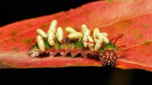 Личинки наездника-браконида, пожирающие гусеницу капустной белянки