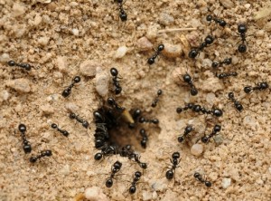 Черный садовый муравей