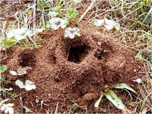 Избавляемся от муравьев на участке и в доме