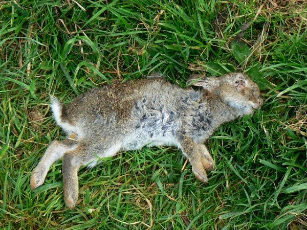 Мёртвый кролик