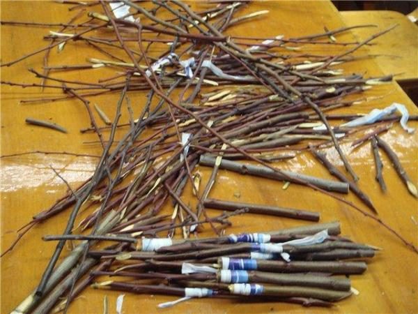 Черенки до прививки рекомендуется заворачивать во влажную мешковину и пленку