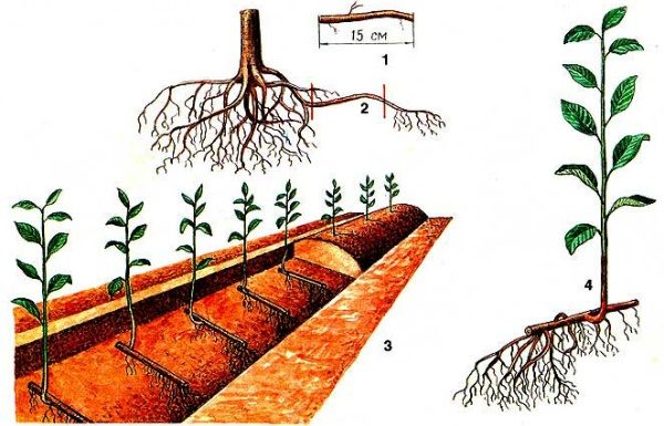 Размножение вишни корневыми черенками