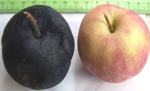 Здоровое яблоко и плод, пораженный черным раком