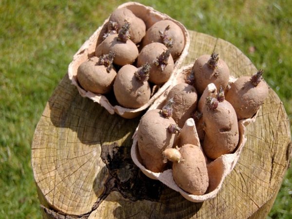 Клубни картофеля с ростками