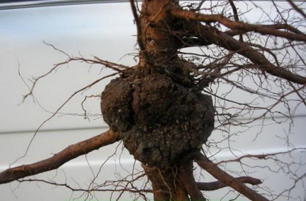 Рак на корнях вишни