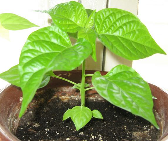 Молодое растение чёрного перца