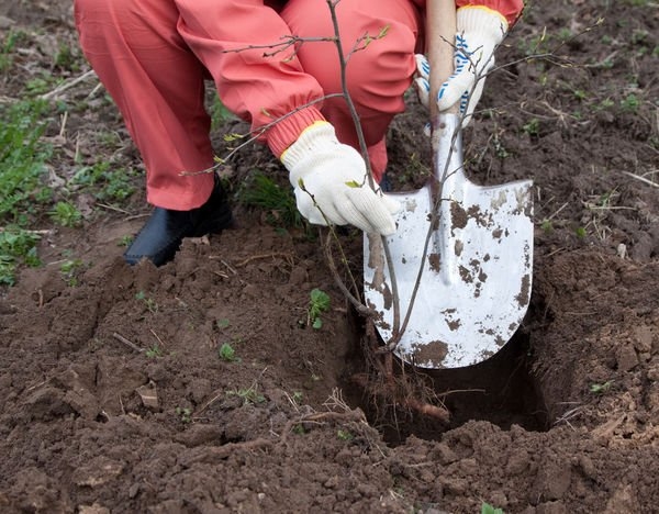 При посадке саженца сливы в грунт, необходимо следить, чтобы корневая шейка находилась выше уровня земли на 3-5 см