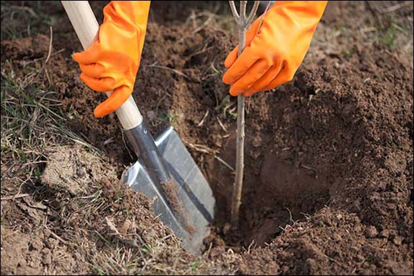 Саженец помещают в яму таким образом, чтобы корневая шейка была на 3-5 сантиметров выше уровня земли, привязывают к опорному колу
