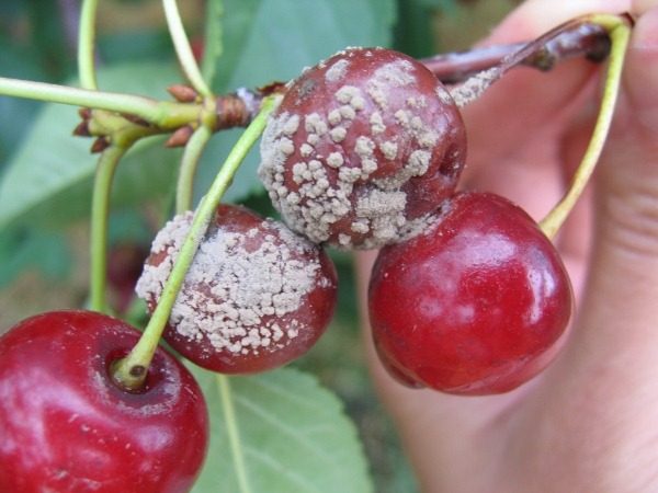 Плоды вишни поражены серой гнилью (монилиоз)