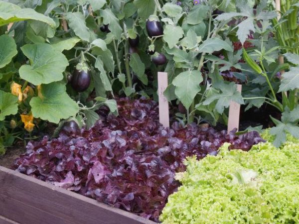Смешанные посадки овощей в теплице: баклажаны и салат