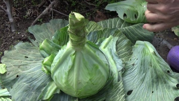 Срезанный кочан капусты Валентина