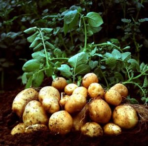 При должном уходе и знании агротехнических приемов средняя урожайность картофеля достигает 200 – 250 кг с сотки