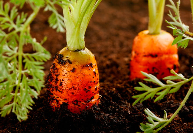 Чем подкормить морковь в июне