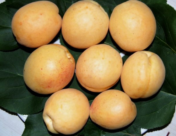 Плоды абрикоса Десертный