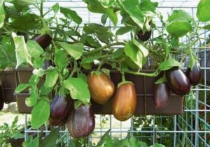 Полезные советы по выращиванию растений в контейнере