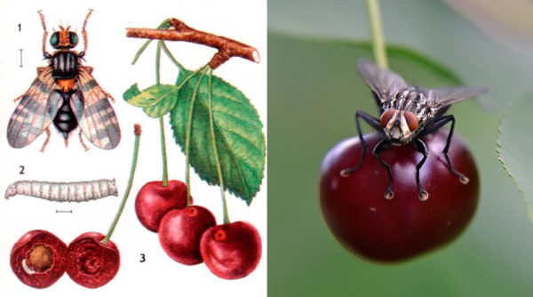 Коллаж — вишнёвая муха и её личинка