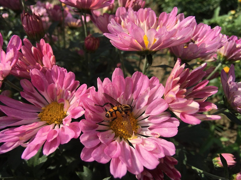 цветы розового цвета и пчела
