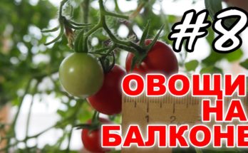 Эксперимент по выращиванию овощей огурцов и помидоров на балконе в городских условиях в пластиковых баллонах